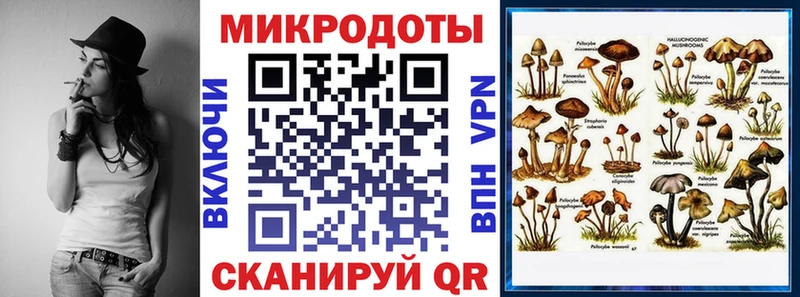 Купить  Пласт  Псилоцибиновые грибы Psilocybe 